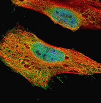 GLE1 antibody