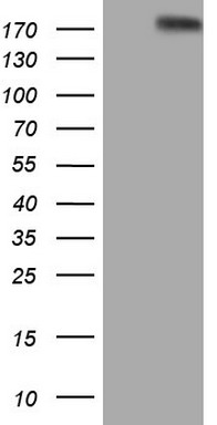 GLI1 Antibody