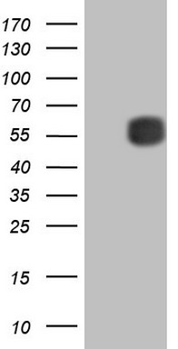 GLI1 Antibody