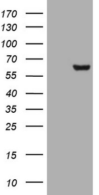 GLI1 Antibody