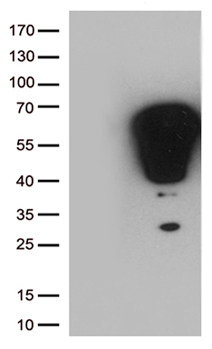 GLI1 Antibody