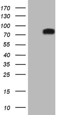 GLI1 Antibody