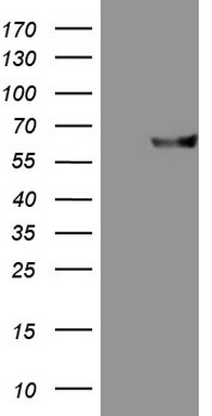 GLI1 Antibody