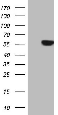 GLI1 Antibody