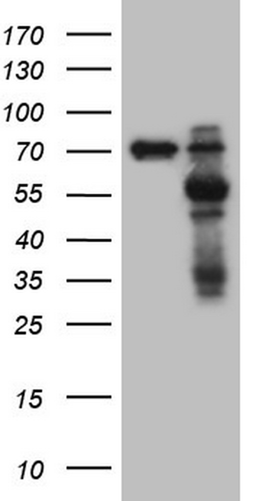GLI1 Antibody