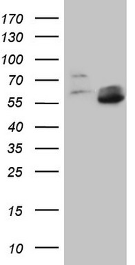 GLI1 Antibody