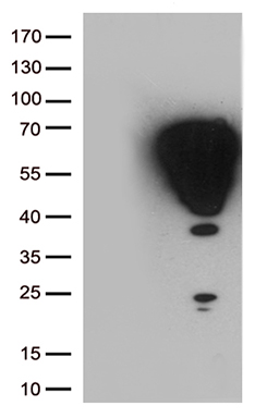 GLI1 Antibody