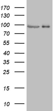 GLI2 Antibody