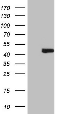 GLI2 Antibody