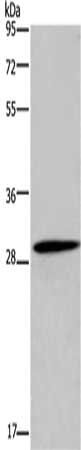 GLIPR1 antibody