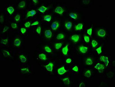 GLIS2 Antibody