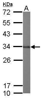 GLOD4 antibody
