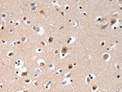 GCG Antibody