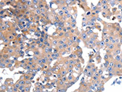 GCG Antibody
