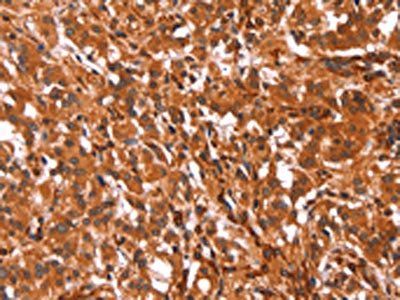GCG Antibody