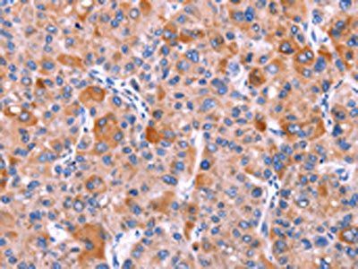 GCG Antibody