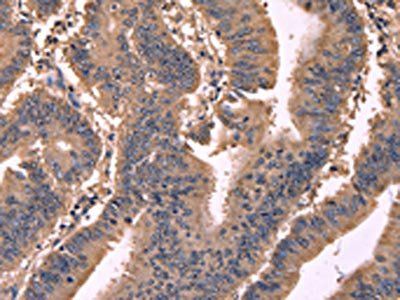 GCG Antibody