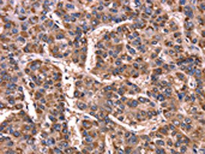 GCG Antibody