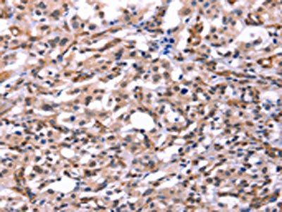 GCG Antibody