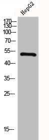 GLP1R Antibody