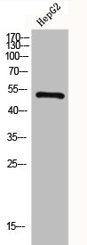 GLP-1 antibody