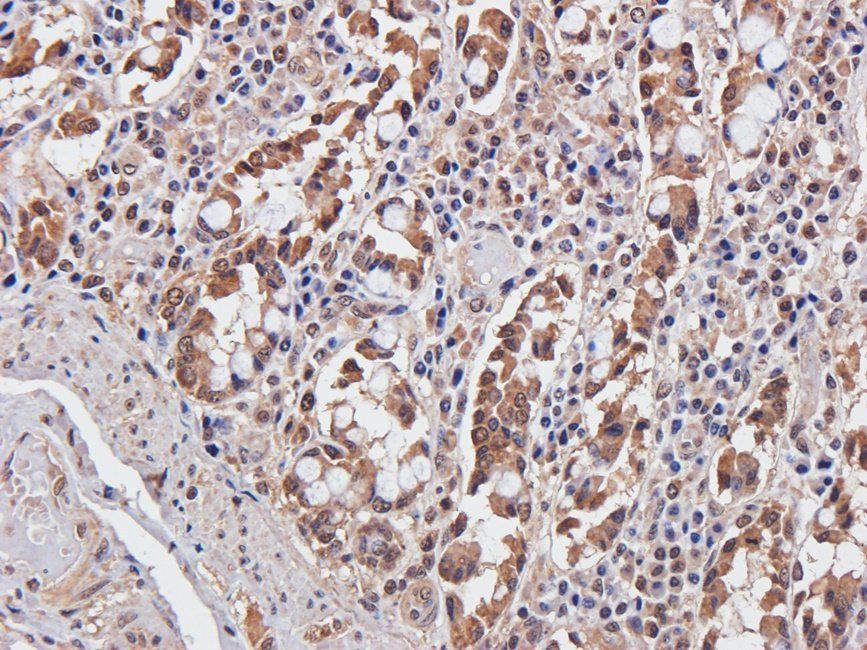 GLP2 antibody