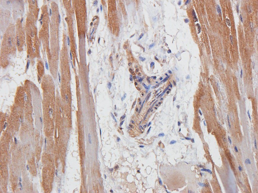 GLP2 antibody