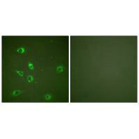 GCG Antibody
