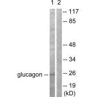 GLP2 antibody