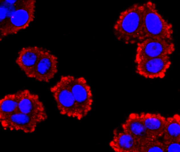 GLP1 Antibody