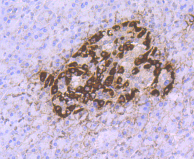 GLP1 Antibody