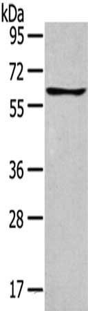 GLP2R antibody