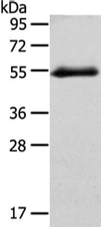 GLRA1 antibody