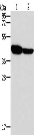 GLRA1 antibody