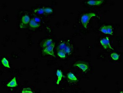 GLRA1 Antibody