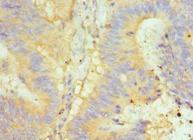 GLRX2 Antibody