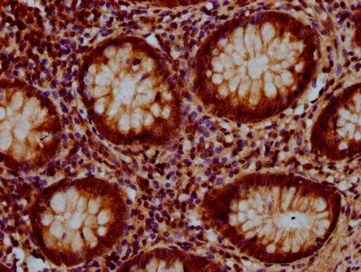 GLRX5 Antibody