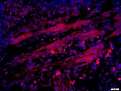 GLUR4 Rabbit Polyclonal Antibody