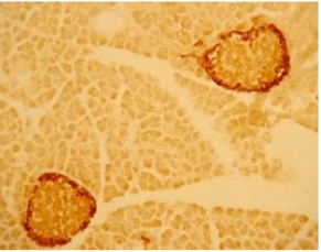 GCG/Glucagon Antibody