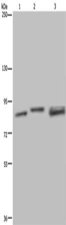 NR3C1 Antibody