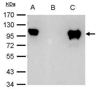 Glucocorticoid Receptor antibody