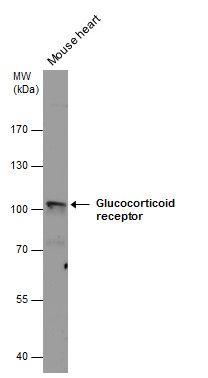 nuclear receptor subfamily 3 group C member 1 Antibody