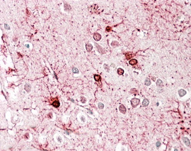 Goat anti-Glutamate Dehydrogenase Antibody