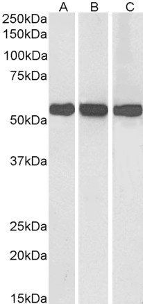 GLUD1 / GLUD2 antibody
