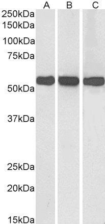 Goat anti-Glutamate Dehydrogenase Antibody