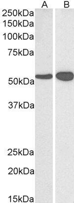 Goat anti-Glutamate Dehydrogenase Antibody