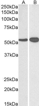 GLUD1 / GLUD2 antibody