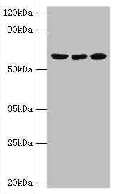 GLUD2 Antibody