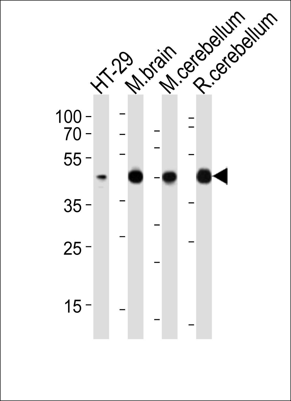 GLUL Antibody (N-term)