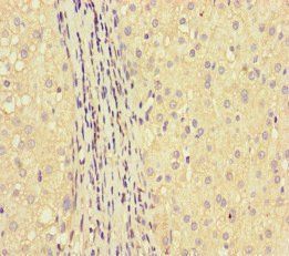 GLUL Antibody